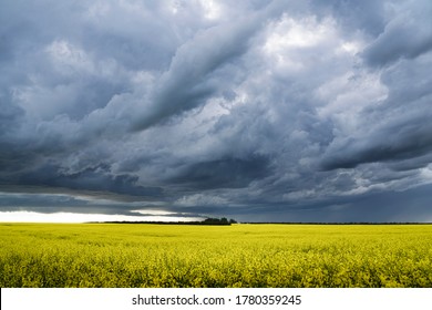 Prairie storm clouds form over a blooming yellow canola field in Western Canada.
