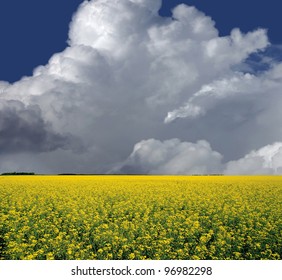 Prairie Summer Sky And A Field Of Canola Seed