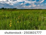 Prairie Sunflowers grow on the prairie at Kankakee Sands Forest Preserve, Will County, Illinois