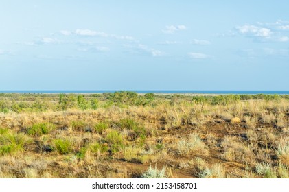 prairie, veld, veldt Forestless steppe, poor in moisture, with herbaceous vegetation in a dry climate zone. Prairie plants are adapted to permanent burns, developing powerful underground structures