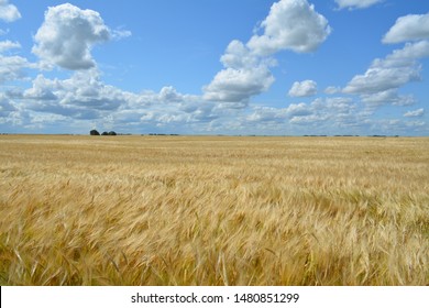 A prairie wheat field north of Grenfell Saskatchewan Canada