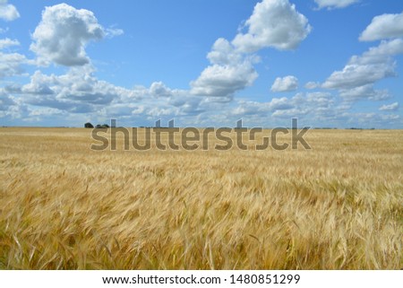 A prairie wheat field north of Grenfell Saskatchewan Canada