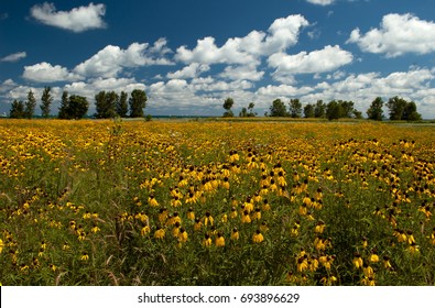 Prairie And Wildflowers On Northerly Island, Chicago, Illinois