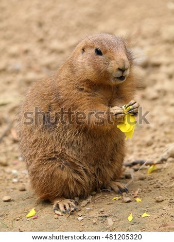 Prairiedog
