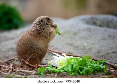 prairiedog eating lettuce