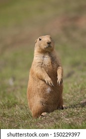 Prarie Dog