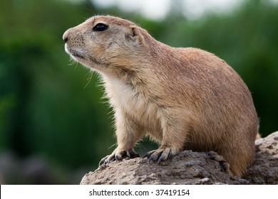 Prarie Dog Sitting On The Ground And Looking Around. These Animals Native To The Grasslands Of North America