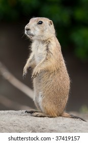 Prarie Dog Standing And Looking Around. These Animals Native To The Grasslands Of North America