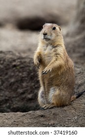 Prarie Dog Standing Next To Its Hole. These Animals Native To The Grasslands Of North America