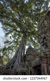 Prasat Taprohm,it is one of the most visited complexes in Cambodia’s Angkor region.UNESCO inscribed Ta Prohm on the World Heritage List in 1992.