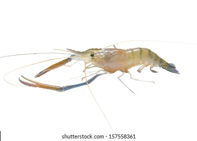 Prawn, Raw Shrimps Alive Isolated On White Background