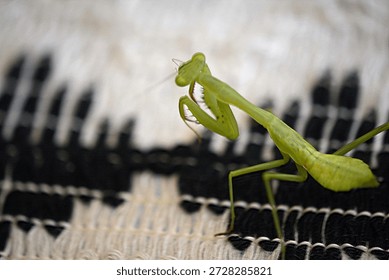 A pray mantis on a tablecloth on a table. 