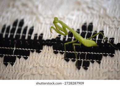 A pray mantis sitting on a table cloth. 