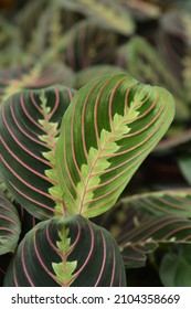 Prayer Plant Fascinator Tricolor leaves - Latin name - Maranta Leuconeura Fascinator Tricolor - Shutterstock ID 2104358669