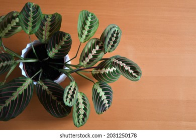 Prayer Plant (Maranta Leuconeura) In White Pot, Shot From Above. Background Is Brown Wood, Landscape Orientation. 