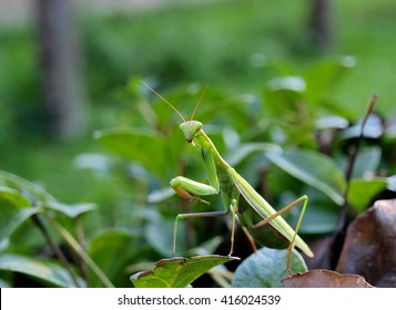 Praying Mantis