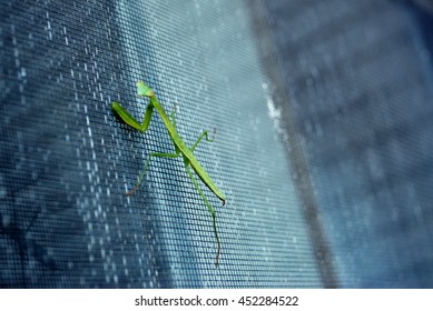 Praying Mantis