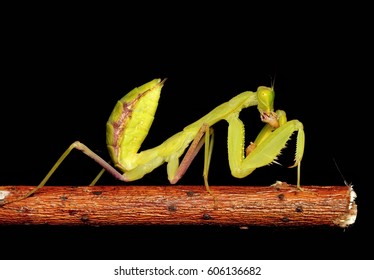 Praying Mantis