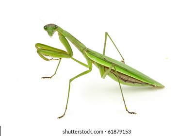 Praying Mantis.