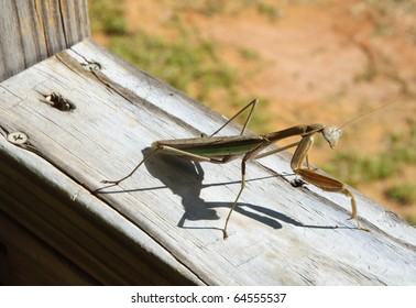 praying mantis