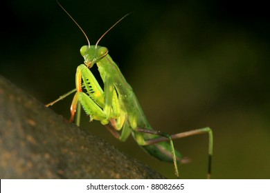 Praying Mantis