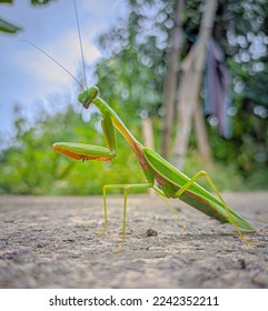 Praying mantis with blurry background
