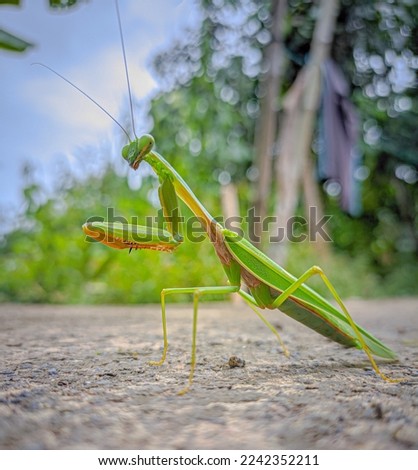 Praying mantis with blurry background