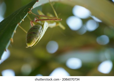 Praying Mantis. Camouflage. Leaf Insect. Grass Hopper.