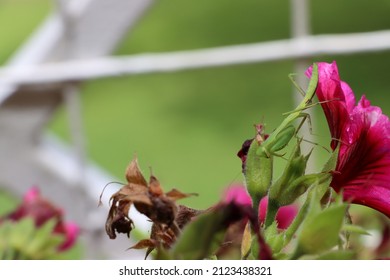 Praying Mantis Camouflaged On Plant.