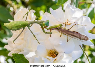 Praying mantis cannibalizing mate