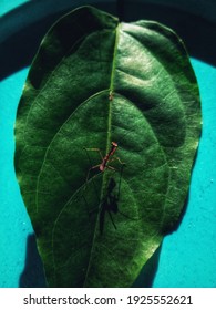 A Praying Mantis Child On A Green Leaf