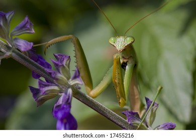 Praying Mantis, Chinese Mantis (Tenodera Aridifolia Sinensis) On Purple Flowers