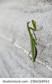 praying mantis climbing the wall