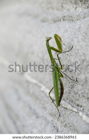 praying mantis climbing the wall