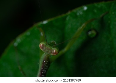 Praying Mantis Close Up From Above