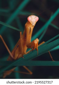 Praying Mantis Close Up Colorful