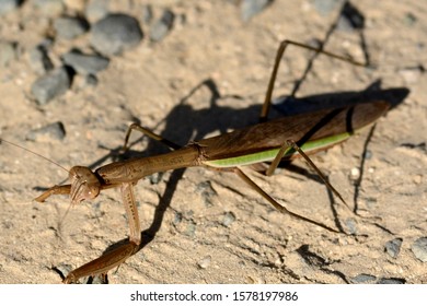 Praying Mantis Crawling Matsuyama Japan Stock Photo 1578197986