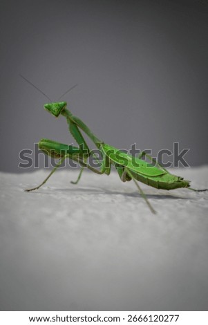 Praying Mantis Critter Bug Insect 