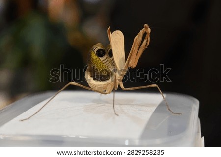 Praying mantis defensive pose. Its normal behavior.