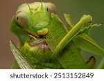 praying mantis eat grasshopper, praying mantis washing face
