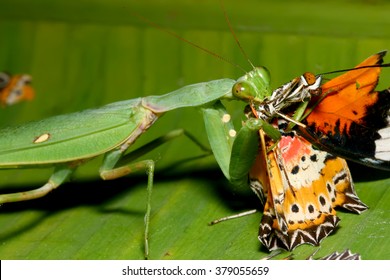 Praying mantis eating butterfly