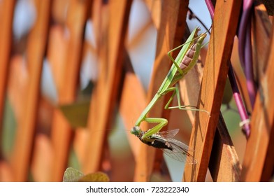 Praying Mantis Eating Cicada. Part Of The Series.