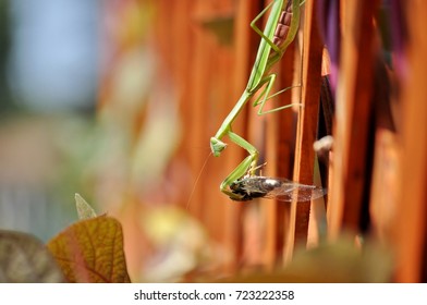 Praying Mantis Eating Cicada. Part Of The Series.