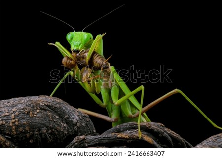 The praying mantis is eating a cricket, praying mantis on branch with black background, Green Praying Mantis