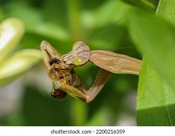 Praying Mantis Eating A Honey Bee In A Garden