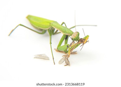 praying mantis eats a grasshopper close-up on a white background. Hunting in the world of insects. Prey for eating insects