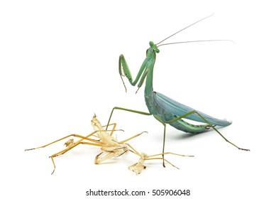 Praying Mantis And Its Ecdysis, Moulting