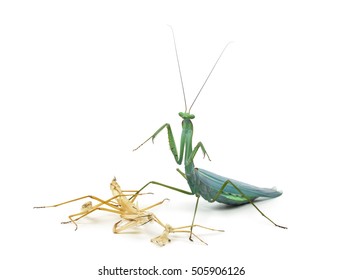 Praying Mantis And Its Ecdysis, Moulting