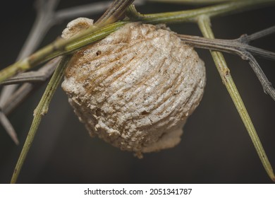  Praying Mantis Egg Bag Hangs On A Stalk