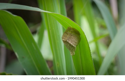 The Praying Mantis Egg Case